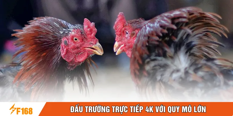 Đấu trường trực tiếp 4K với quy mô lớn